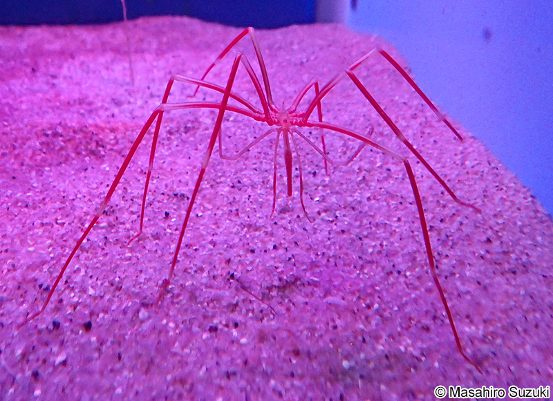 ベニオオウミグモ Colossendeis colossea