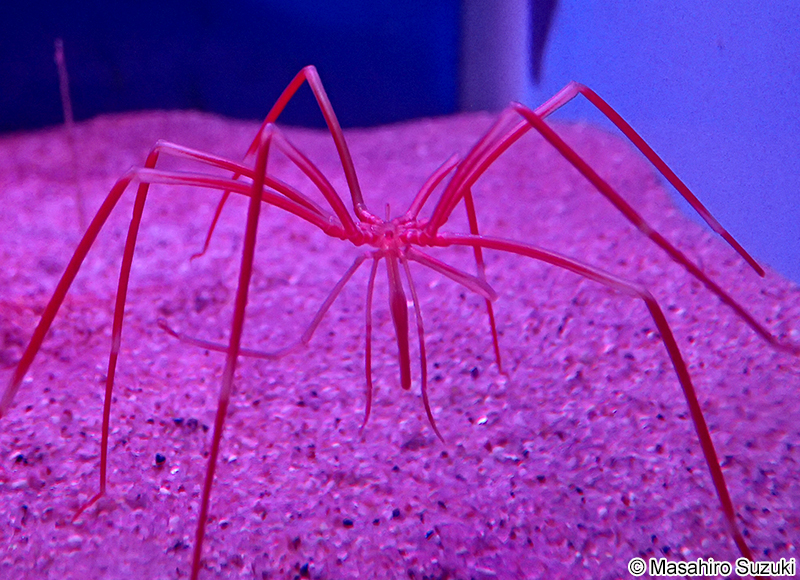 ベニオオウミグモ Colossendeis colossea
