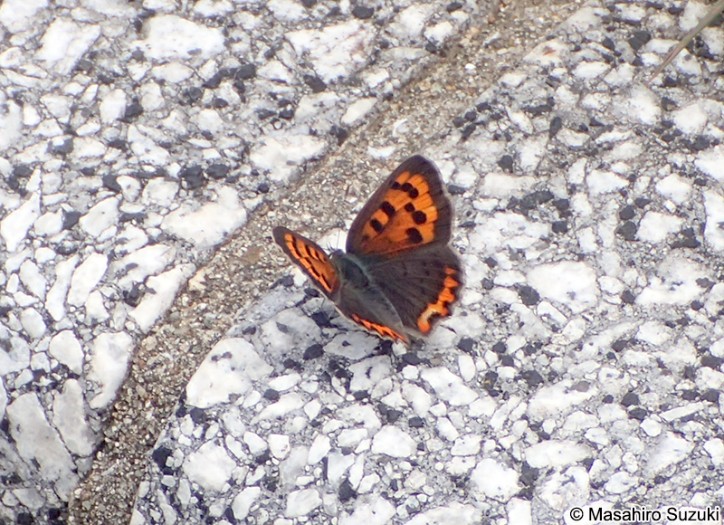 ベニシジミ Lycaena phlaeas