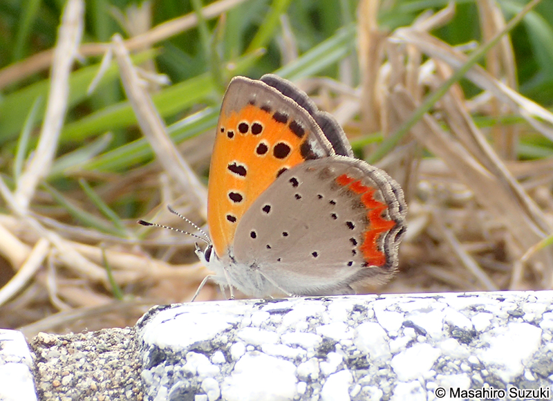 ベニシジミ Lycaena phlaeas