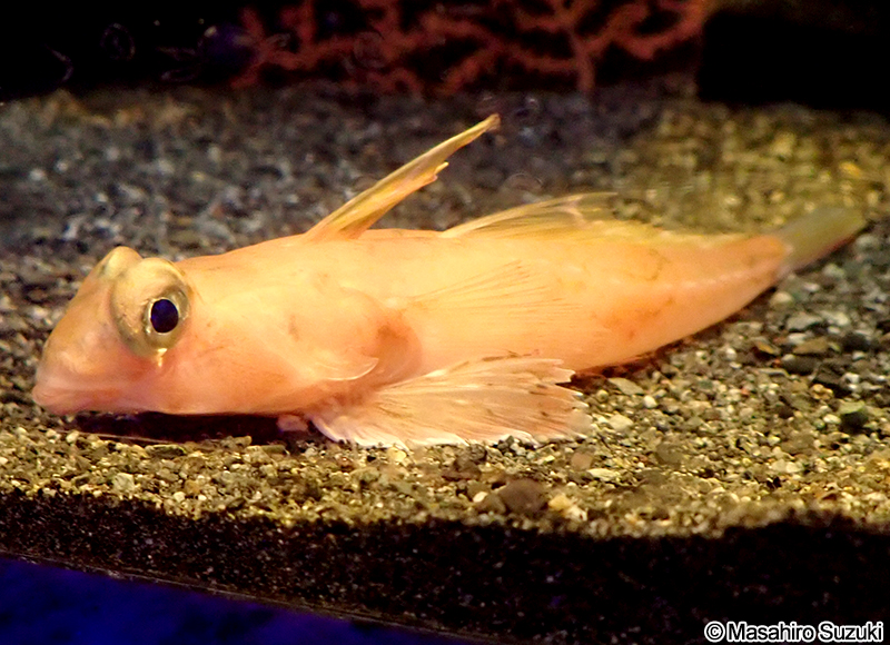 ベニテグリ Synchiropus altivelis