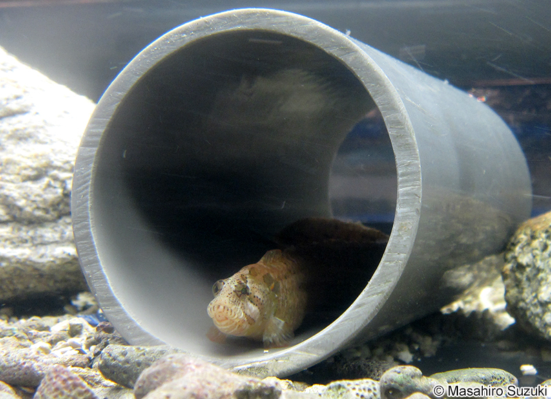 ベニツケギンポ Dictyosoma rubrimaculatum