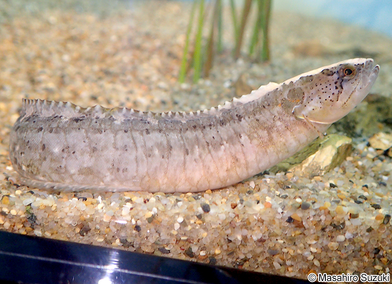 ベニツケギンポ Dictyosoma rubrimaculatum