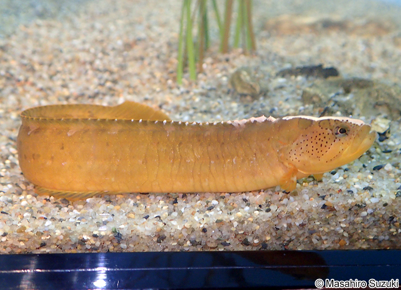 ベニツケギンポ Dictyosoma rubrimaculatum