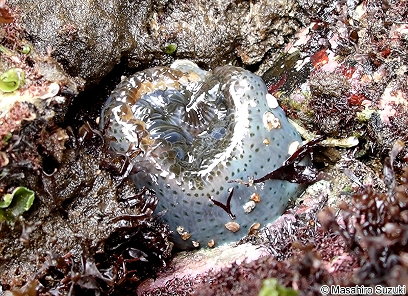 ベリルイソギンチャク Anthopleura sp.