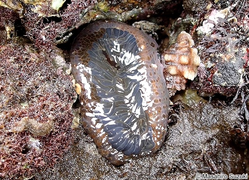 ベリルイソギンチャク Anthopleura sp.