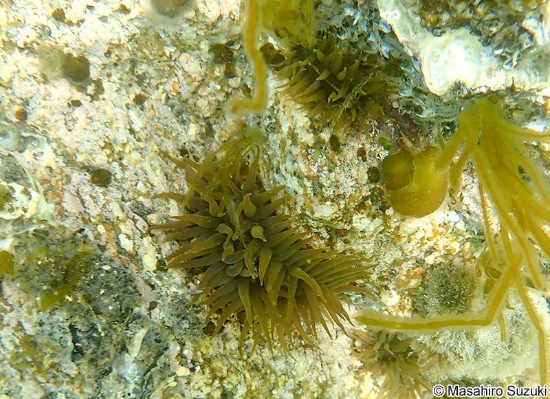 ベリルイソギンチャク Anthopleura sp.