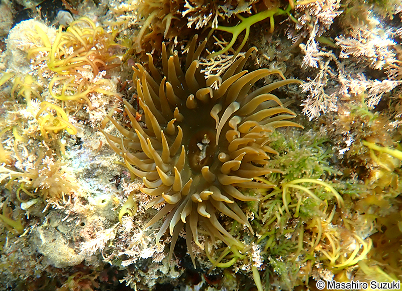 ベリルイソギンチャク Anthopleura sp.