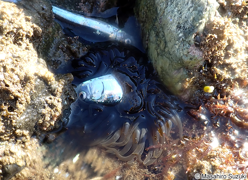 ウルメイワシを捕食するベリルイソギンチャク