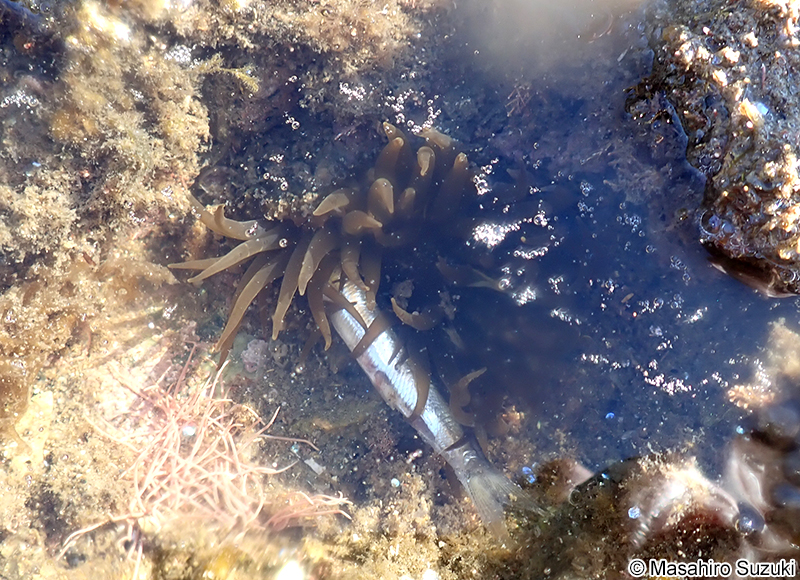 ウルメイワシを捕食するベリルイソギンチャク