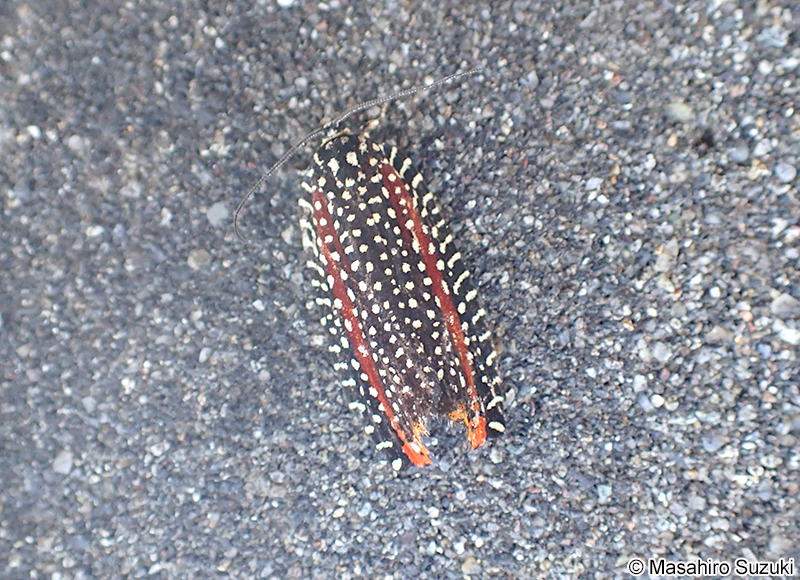 ビロードハマキ Cerace xanthocosma