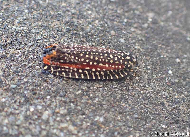 ビロードハマキ Cerace xanthocosma