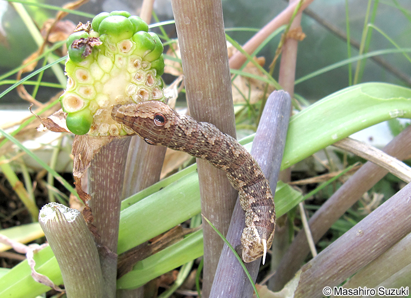 ビロードスズメ Rhagastis mongoliana