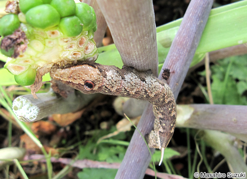 ビロードスズメ Rhagastis mongoliana