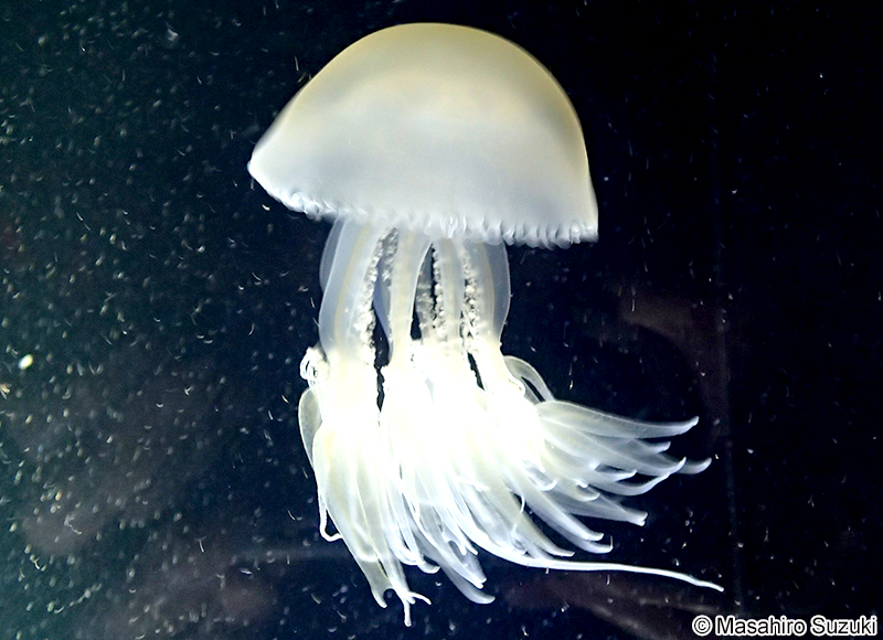 ビゼンクラゲ Rhopilema esculentum