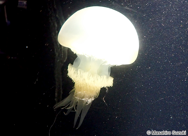 ビゼンクラゲ Rhopilema esculentum