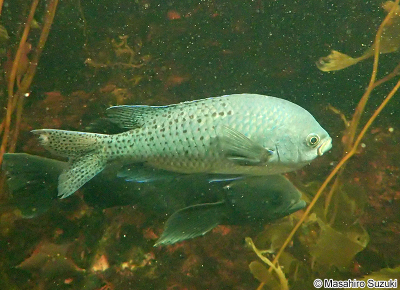 ブラックスミス Chromis punctipinnis