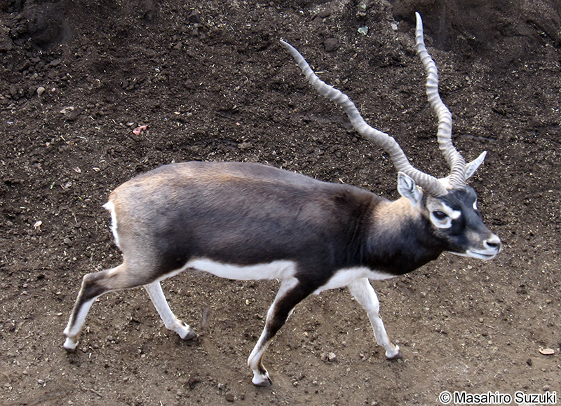 ブラックバックのボス