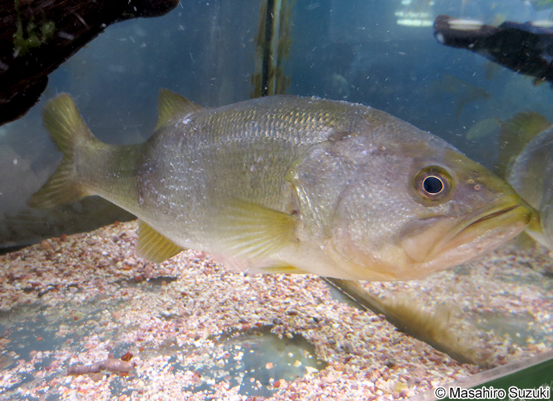 オオクチバス Micropterus nigricans