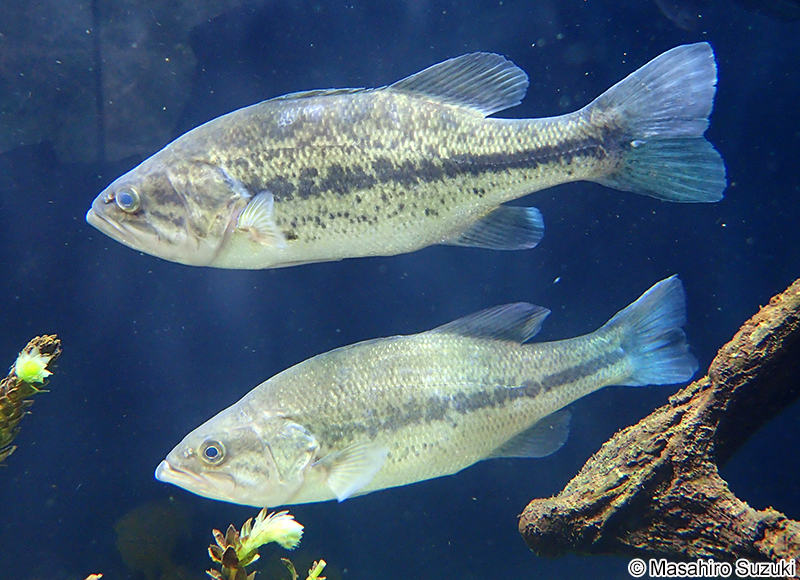 オオクチバス Micropterus nigricans
