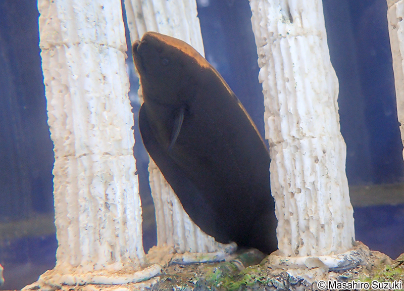 ブラックゴースト Apteronotus albifrons