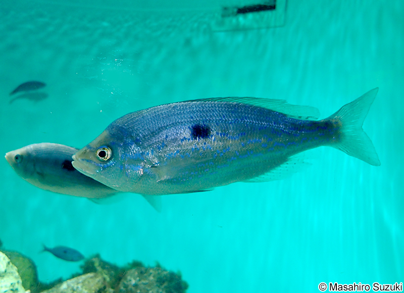 ブロッチトピカレル Spicara maena