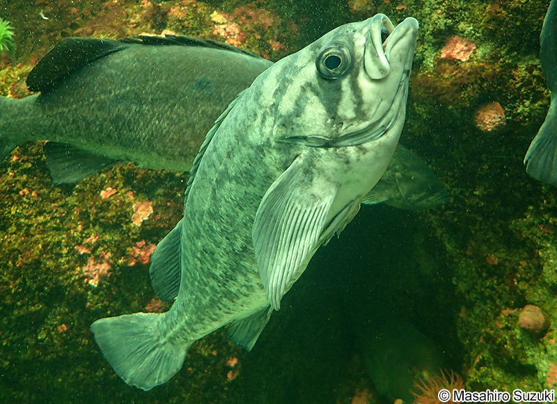 ブルーロックフィッシュ Sebastes mystinus