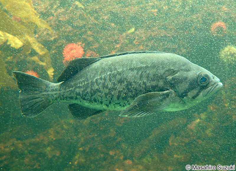 ブルーロックフィッシュ Sebastes mystinus