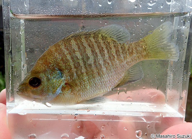 ブルーギル Lepomis macrochirus