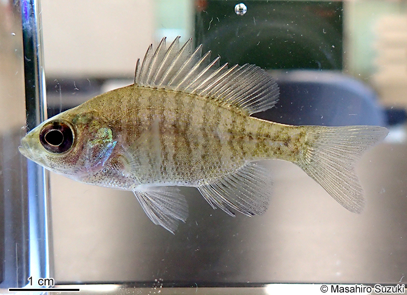 ブルーギル Lepomis macrochirus
