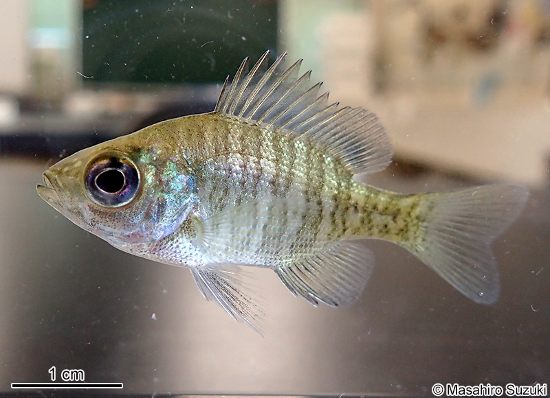 ブルーギル Lepomis macrochirus