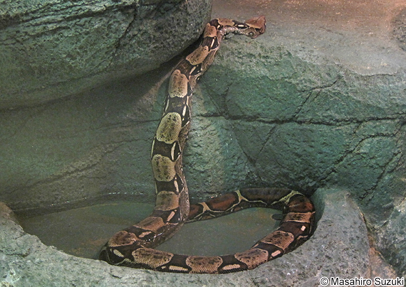 ボアコンストリクター Boa constrictor