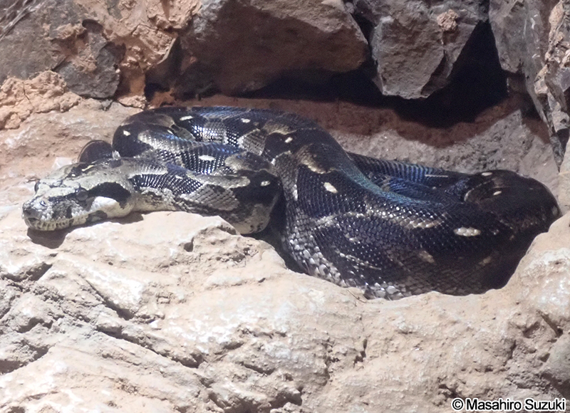 ボアコンストリクター Boa constrictor