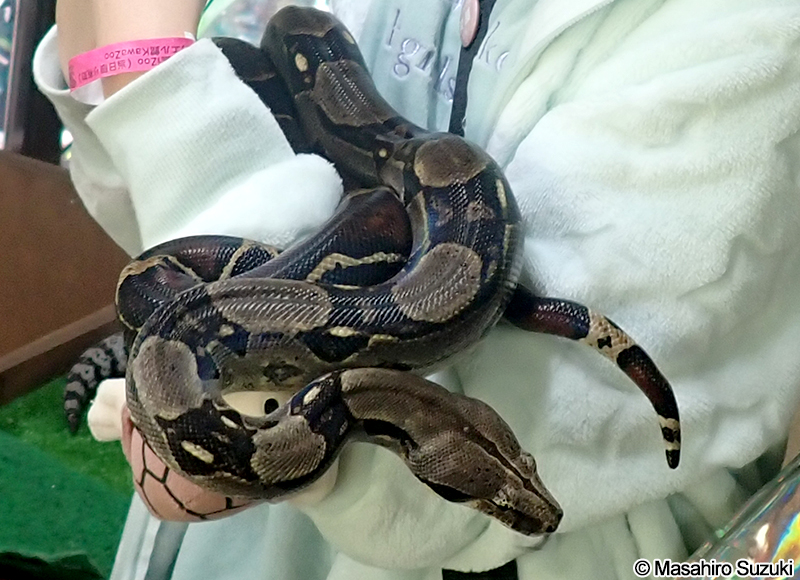 ボアコンストリクター Boa constrictor