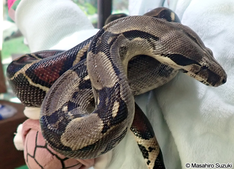ボアコンストリクター Boa constrictor