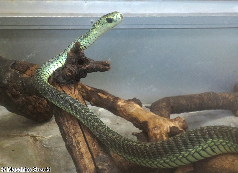 ブームスラング Dispholidus typus