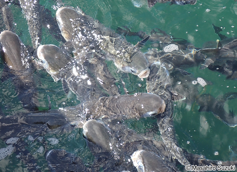 ボラ Mugil cephalus