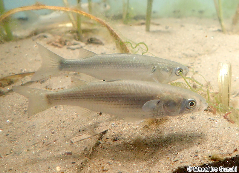 ボラ Mugil cephalus