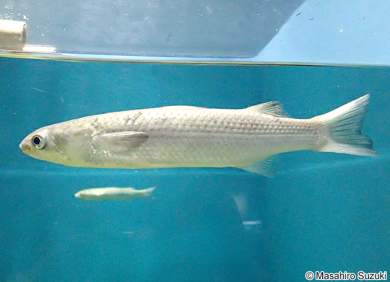 ボラ Mugil cephalus