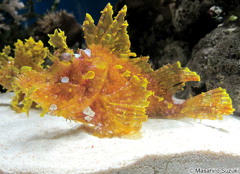 ボロカサゴ Rhinopias frondosa