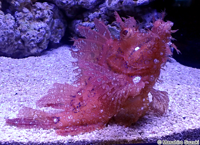 ボロカサゴ Rhinopias frondosa