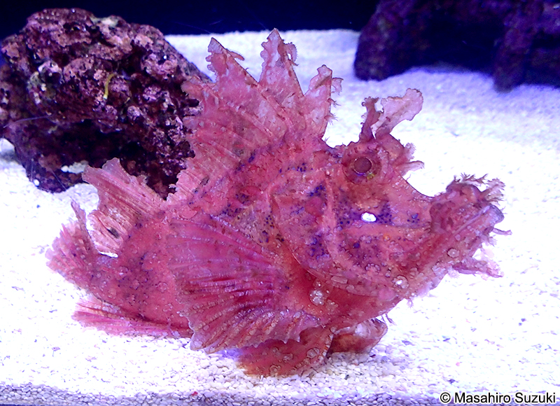 ボロカサゴ Rhinopias frondosa