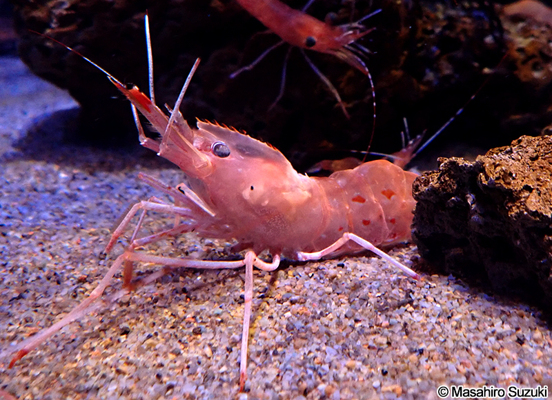 ボタンエビ Pandalus nipponensis