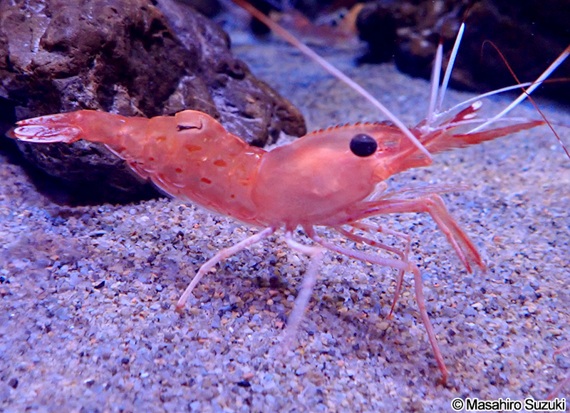 ボタンエビ Pandalus nipponensis