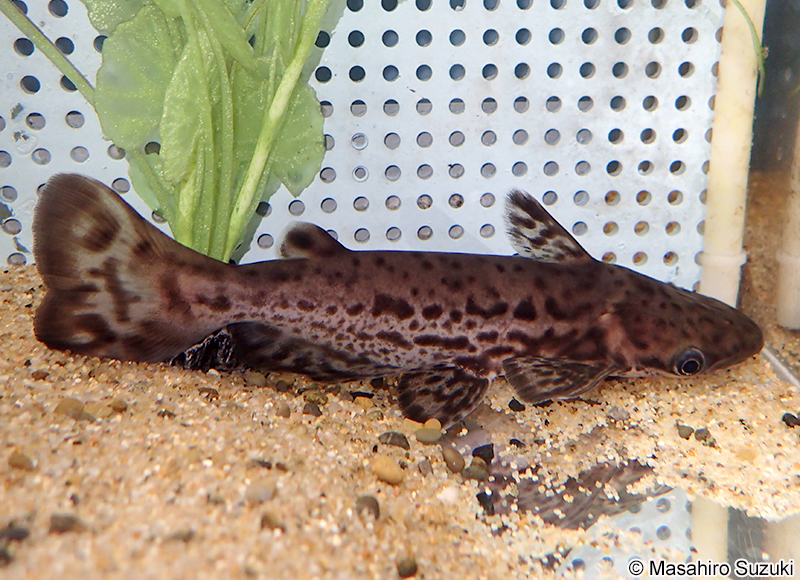 ビッグヘッドレオパードドルフィンキャット Ageneiosus marmoratus