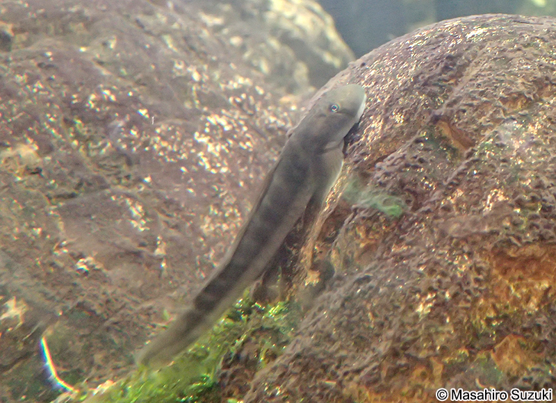 ボウズハゼ Sicyopterus japonicus