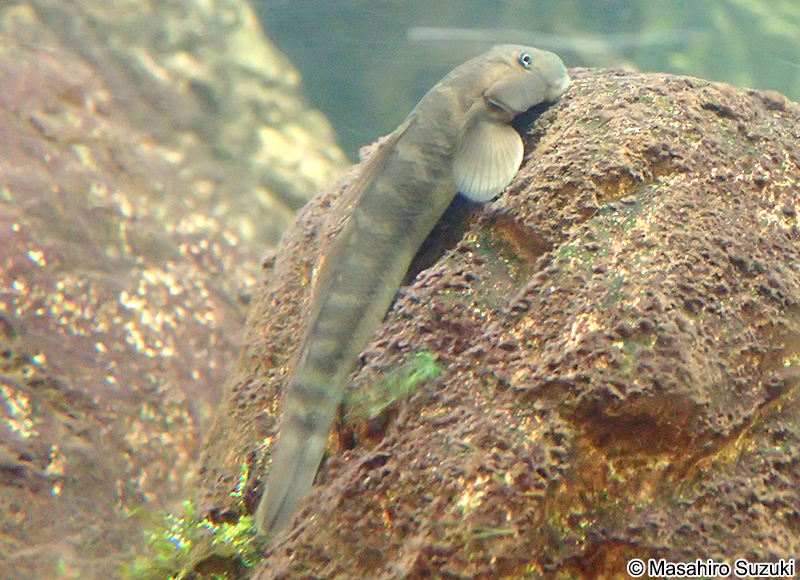 ボウズハゼ Sicyopterus japonicus