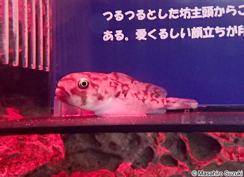 ボウズカジカ Ebinania brephocephala