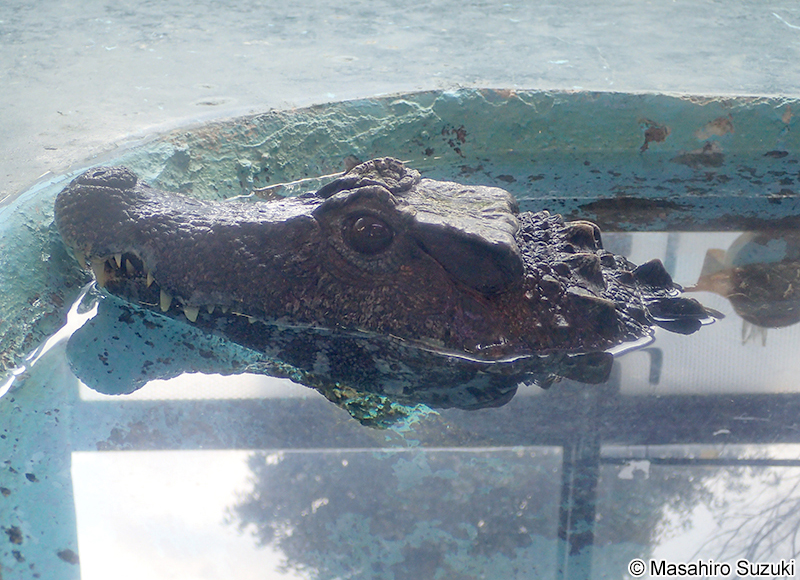 ブラジルカイマン Paleosuchus trigonatus