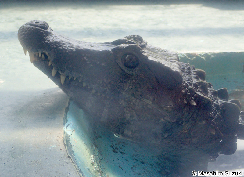 ブラジルカイマン Paleosuchus trigonatus